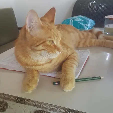 Saba شقة فندقية *