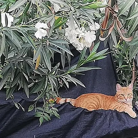 Saba *